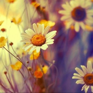 Meet your Posher, Robin